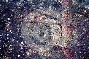 Long eared owl in the forest