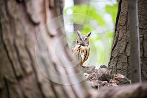 long-eared owl in a forest tree niche