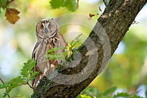 Long-eared owl from a front sitting on a tree trunk with green leaves and blured sunny background. Owl in natural autumn