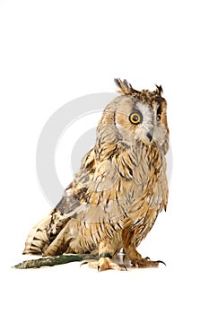 Long-eared Owl isolated on white