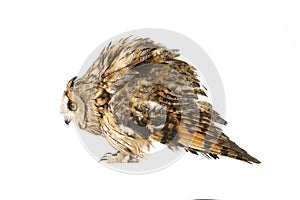 Long-eared Owl isolated on white