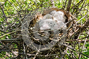 Long-eared Owl Little chicks in the nest