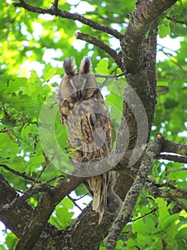 Long Eared Owl