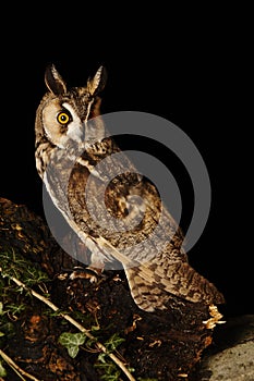 Long eared Owl