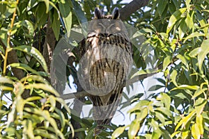 Long-eared owl perching in the shade of a tree