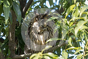 Long-eared owl perching in the shade of a tree