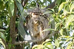 Long-eared owl perching in the shade of a tree