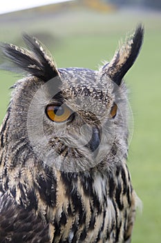 Long eared owl portrait