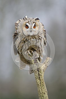 Long-eared owl resting looking at the camera sitting outdoors on a branch