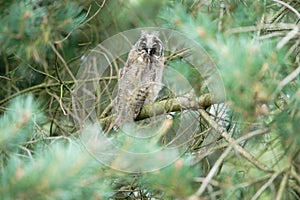 Long-eared owl, Scientific name: Asio otus