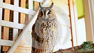 Long-eared owl sitting on branch and close his eye