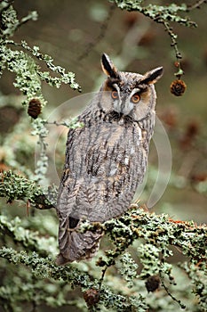 Long-eared Owl sitting on the branch in the fallen larch forest during autumn