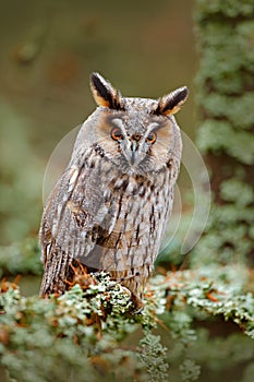 Long-eared Owl sitting on the branch in the fallen larch forest during autumn. Owl in nature wood nature habitat. Bird sitting on