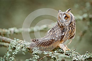 Long-eared Owl sitting on branch in fallen larch forest during autumn. Owl in nature wood nature habitat. Bird sitting on the tree