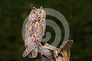 Long-eared Owl sitting on the branch in the fallen larch forest during dark day. Owl hidden in the forest. Wildlife scene from the