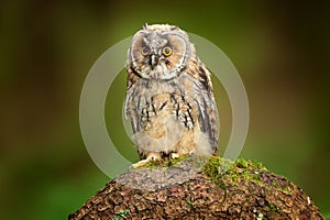 Long-eared Owl sitting in green vegetation in the fallen larch forest during dark day. Wildlife scene from the nature habitat.