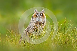 Long-eared Owl sitting in green vegetation in the fallen larch forest during dark day. Wildlife scene from the nature habitat.  Fa