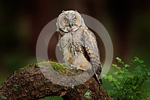 Long-eared Owl sitting in green vegetation in the fallen larch forest during dark day. Wildlife scene from the nature habitat.