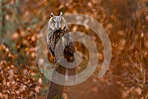 Long-eared owl sitting on the stump in the brown forest in autumn