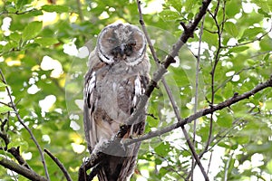 Long eared owl on a tree