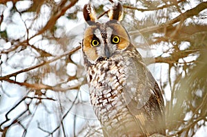 Long-eared Owl in the wild