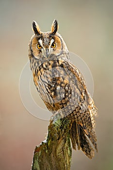 Long-eared Owl - Asio otus