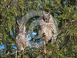 Long-eared owls (Asio otus)