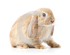 Long eared rabbit