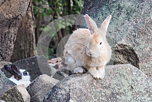 Long-eared rabbit is suffering from skin disease. Ringworm disease from infection