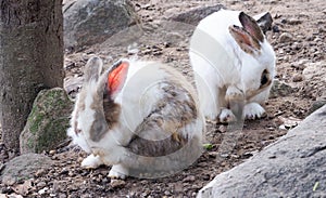 Long-eared rabbit is suffering from skin disease. Ringworm disease from infection and inflammation