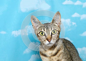 Long eared tabby kitten looking quizzically at viewer