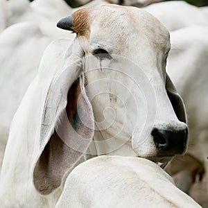 The long ears of cattle breeds Thailand on field