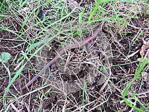 Earthworm crawling in the grass