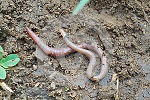 A long earthworm crawls on wet ground