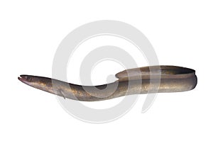 Long eel photo
