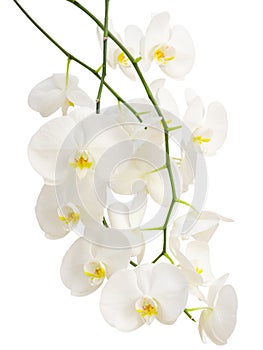Long elegant branches of white romantic orchids
