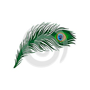 Long emerald-green feather of peacock. Plumage of beautiful wild bird. Detailed flat vector element for poster, book or