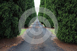 Long empty driveway to Australian farm