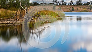 A Dead Tree in a Lake