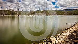 Dead Trees in a Lake