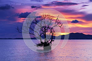 Long exposure image of dramatic sunset or sunrise,sky clouds over mountain with alone tree in tropical sea