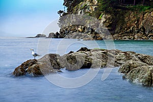 Long exposure of Larrabee Bay with a seagull on the rocks in Bellingham, WA