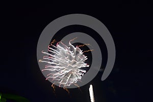 Long exposure movement of bursting light fireworks electrified into the sky