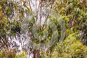 Long exposure of the movement of the canopy of an eucalyptus tree in a strong wind