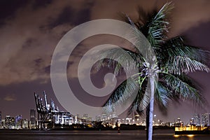 Long exposure night image Port Miami palm tree in foreground