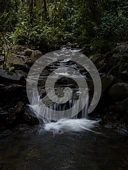 Long exposure of river cascade in lush green andes forest at Cocora Valley in Salento Quindio Colombia South America