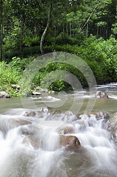 Long exposure river flow in the forest