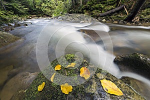 Long exposure shot of small fast flowing through wild green mountain forest river with crystal clear smooth silky water and
