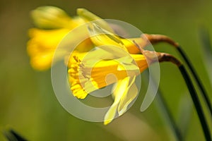 Three yellow daffodil flowers moving in the wind