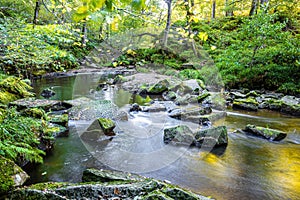 Long exposure view of the autumn forest